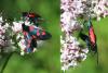 Zygaena lonicerae